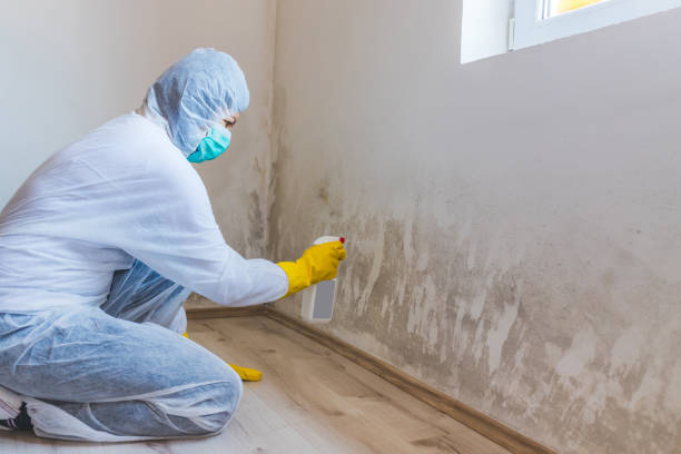 Licensed Mold Removal service in Fredericksburg, VA - Car Mold Remediation