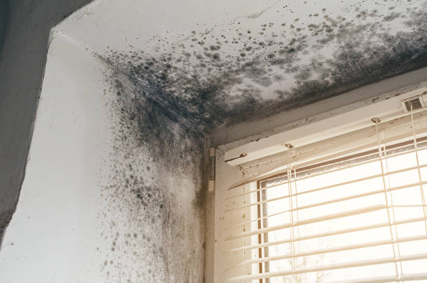 Affordable Mold Removal solutions in Fredericksburg, VA