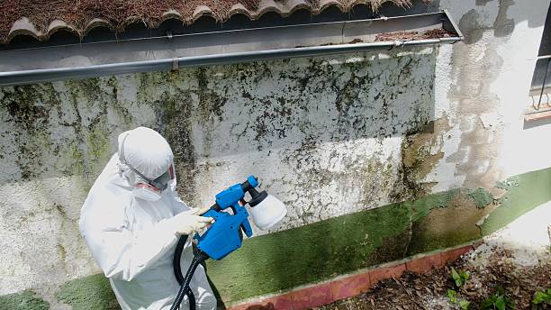 Top rated local Mold Removal specialists in Fredericksburg, VA